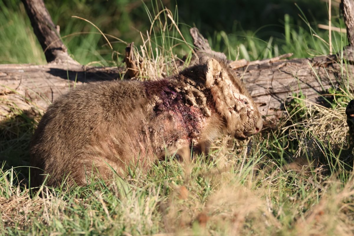 Wombat with mange