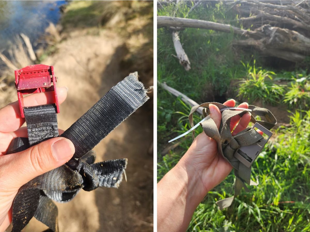 Bands attached to wombat recue cameras cut.