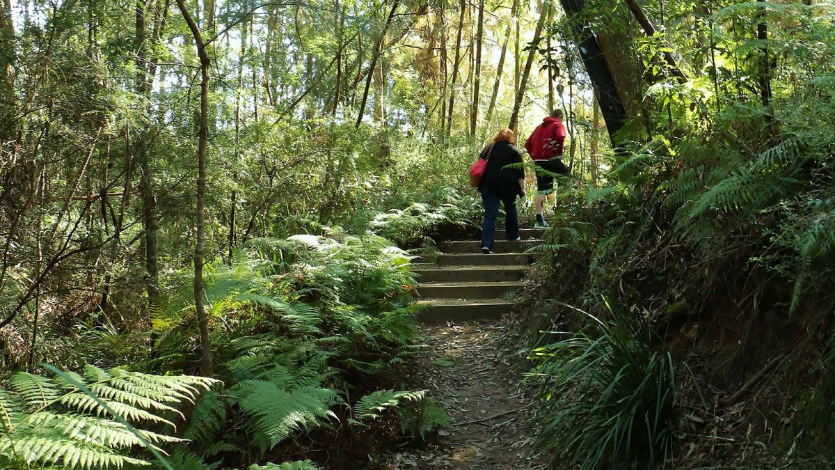 Two people walking up a bush trail 