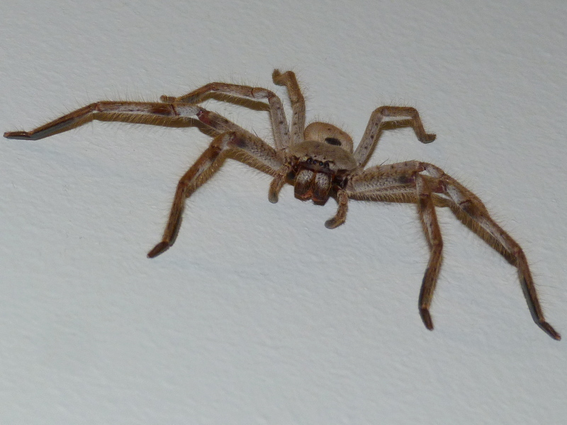 Huntsman spider