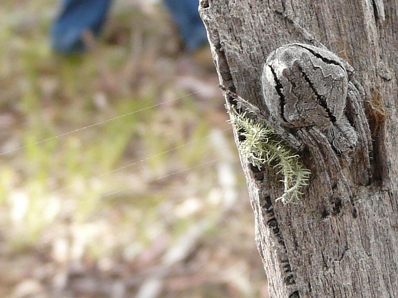 Orb-weaving spider camouflaged on a stringybark trunk in Canberra Nature Park.