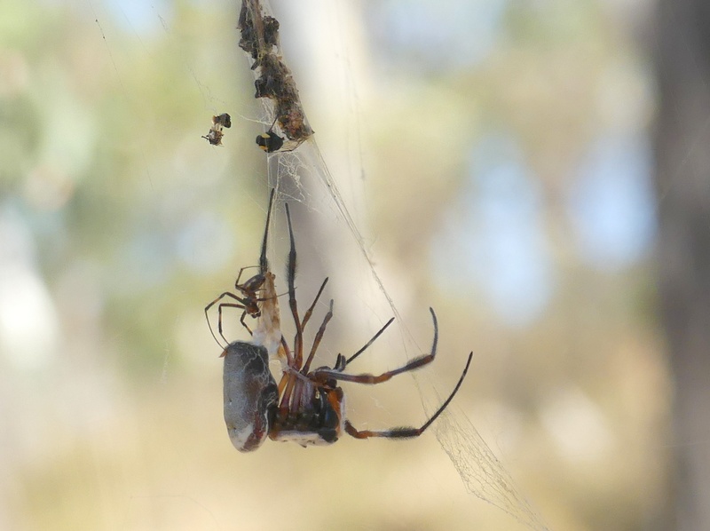 Orb-weaving spiders mating.