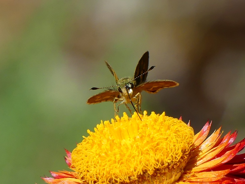 dart on paper daisy