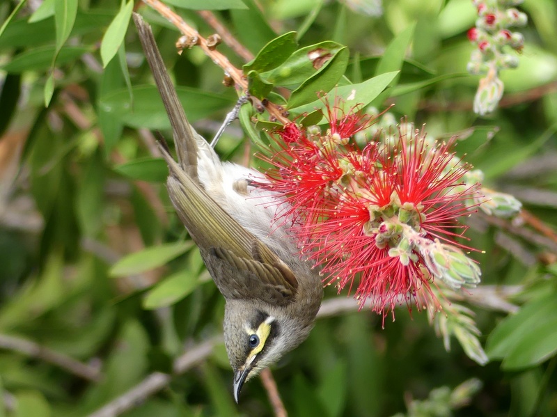 Yellow-faced Honeyeater on a bottlebrush flower