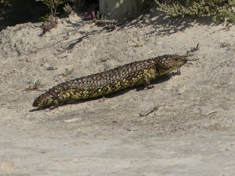 A Shingleback from South Australia, with glossy new skin and the pale patterning typical of the hotter country where they are mostly found.