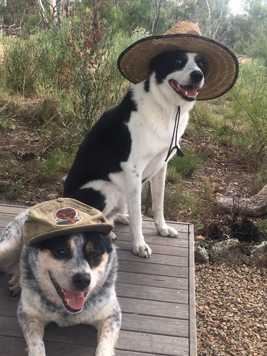 two dogs wearing hats