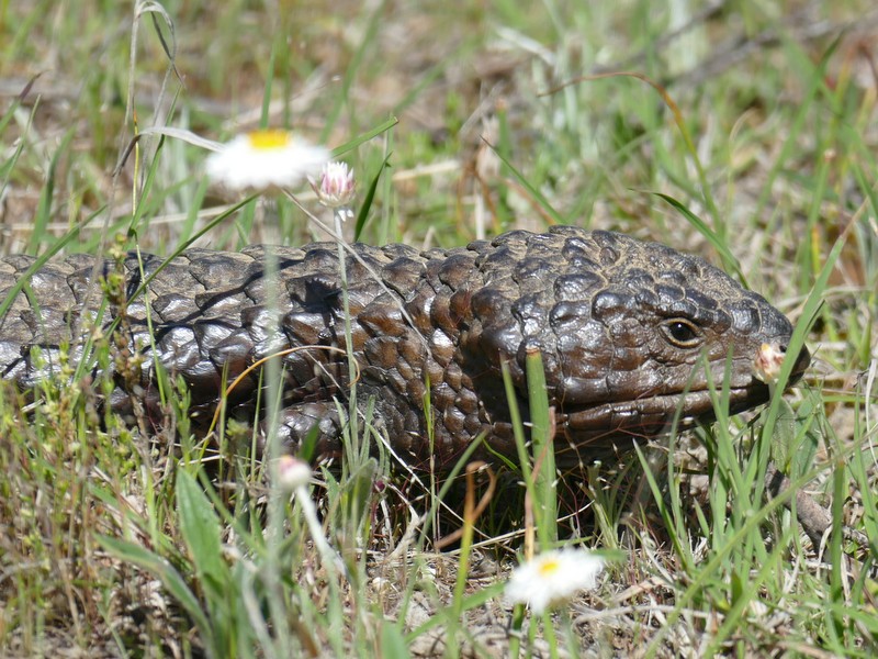 Shingleback among the daisies, Mulligans Flat NR. The big almost black scales of local Shinglebacks and powerful jaw muscles behind the eyes are obvious here.