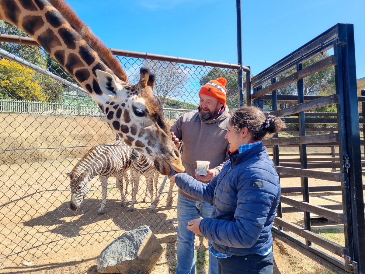 Arlo Stephens and his trainee Kayla Agostino with giraffe