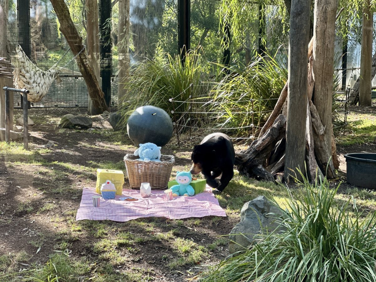 Sun bears in a zoo enclosure