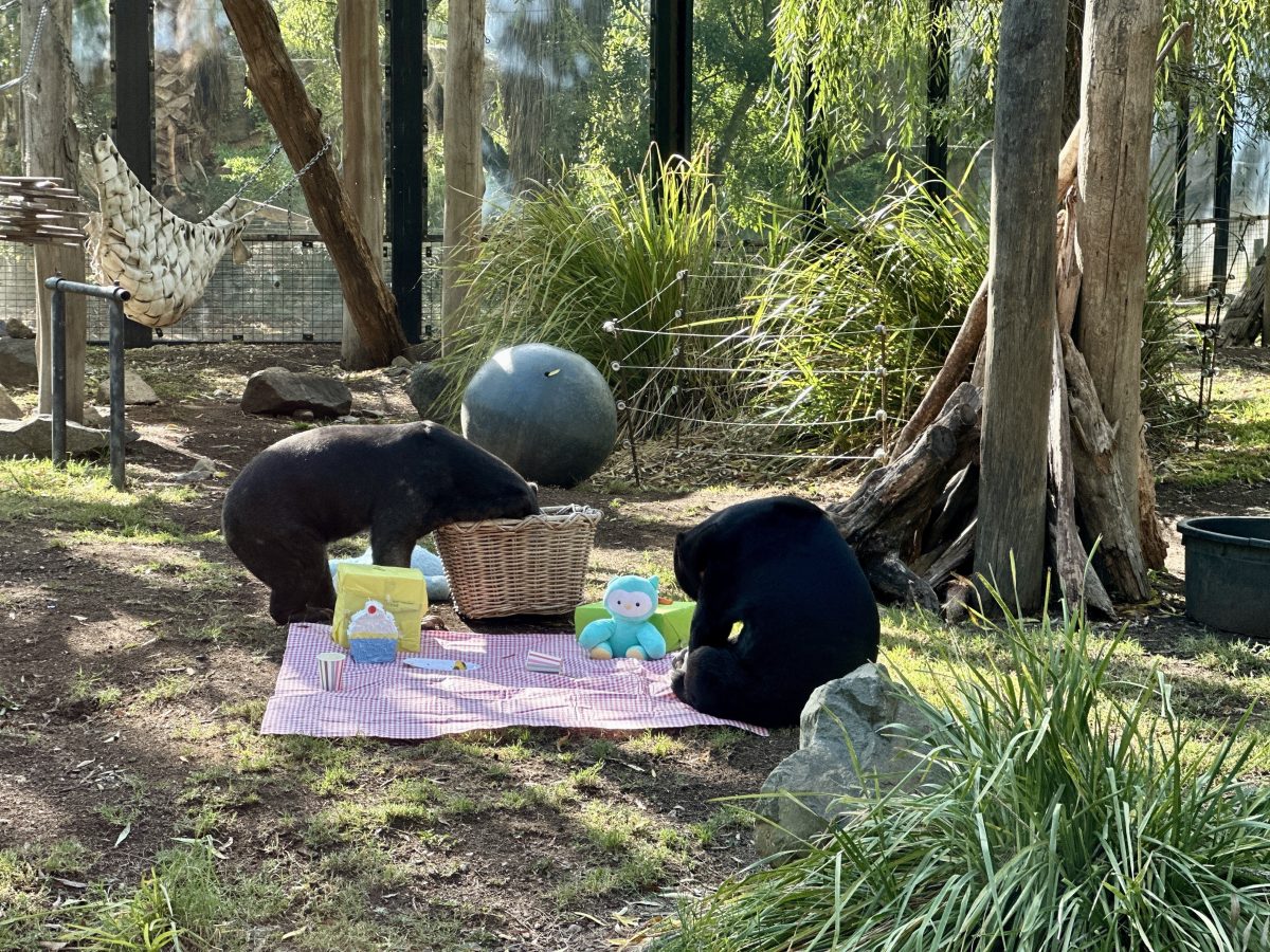 Sun bears in a zoo enclosure