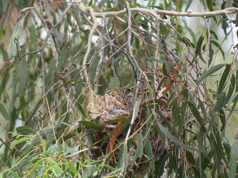 Noisy Friarbird nest (with fluffy chicks) hanging from twigs among eucalypt foliage.