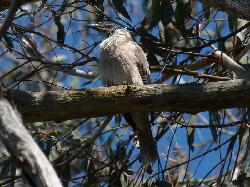 Noisy Friarbird showing off its featherless black head and knobby bill, plus red eyes and neck ruff.