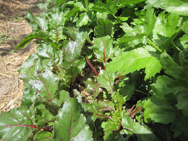 Leafy beetroot