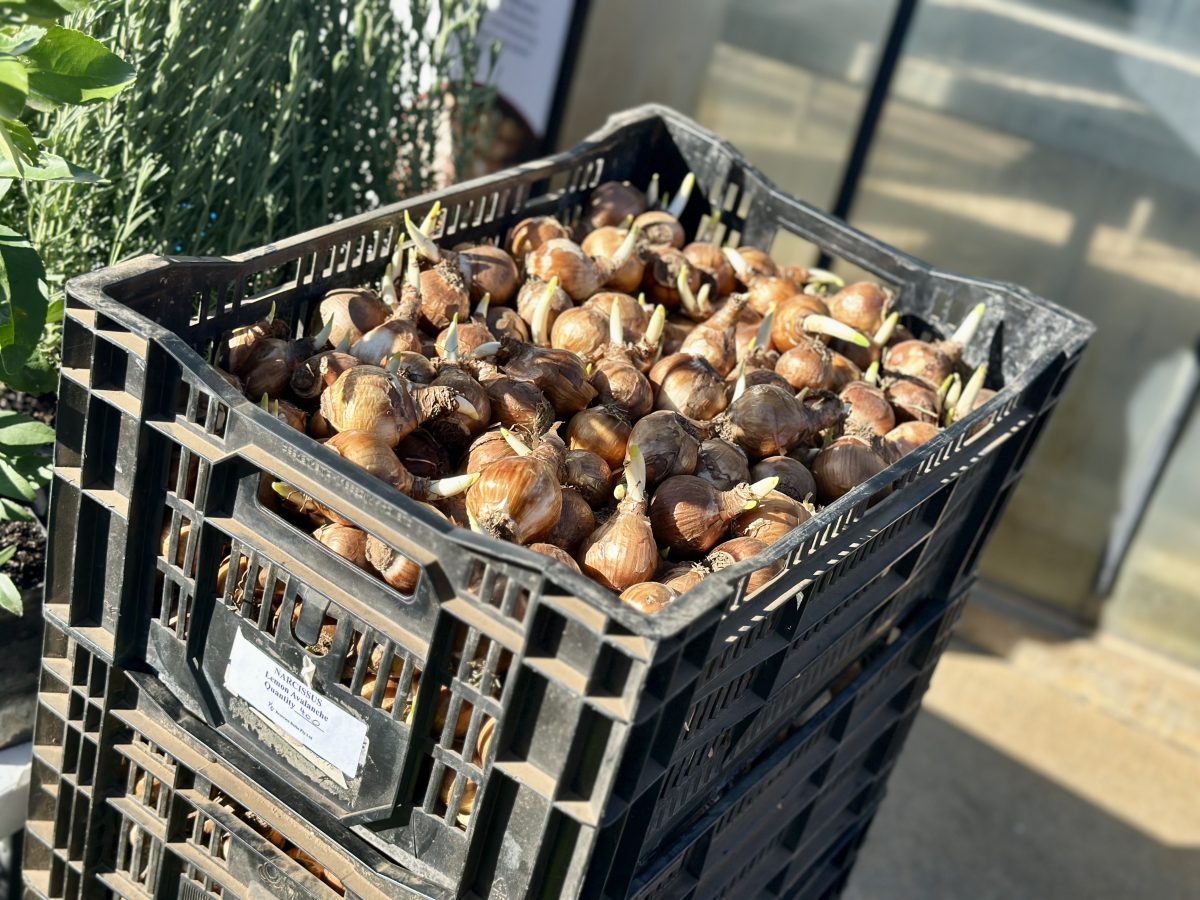 Tulip bulbs