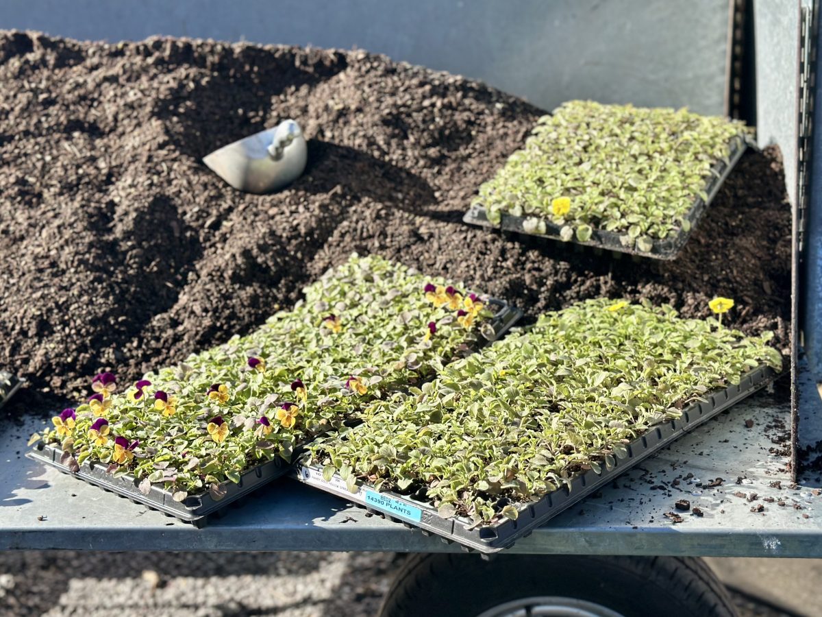 Floriade planting