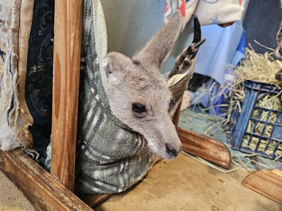 Baby kangaroo