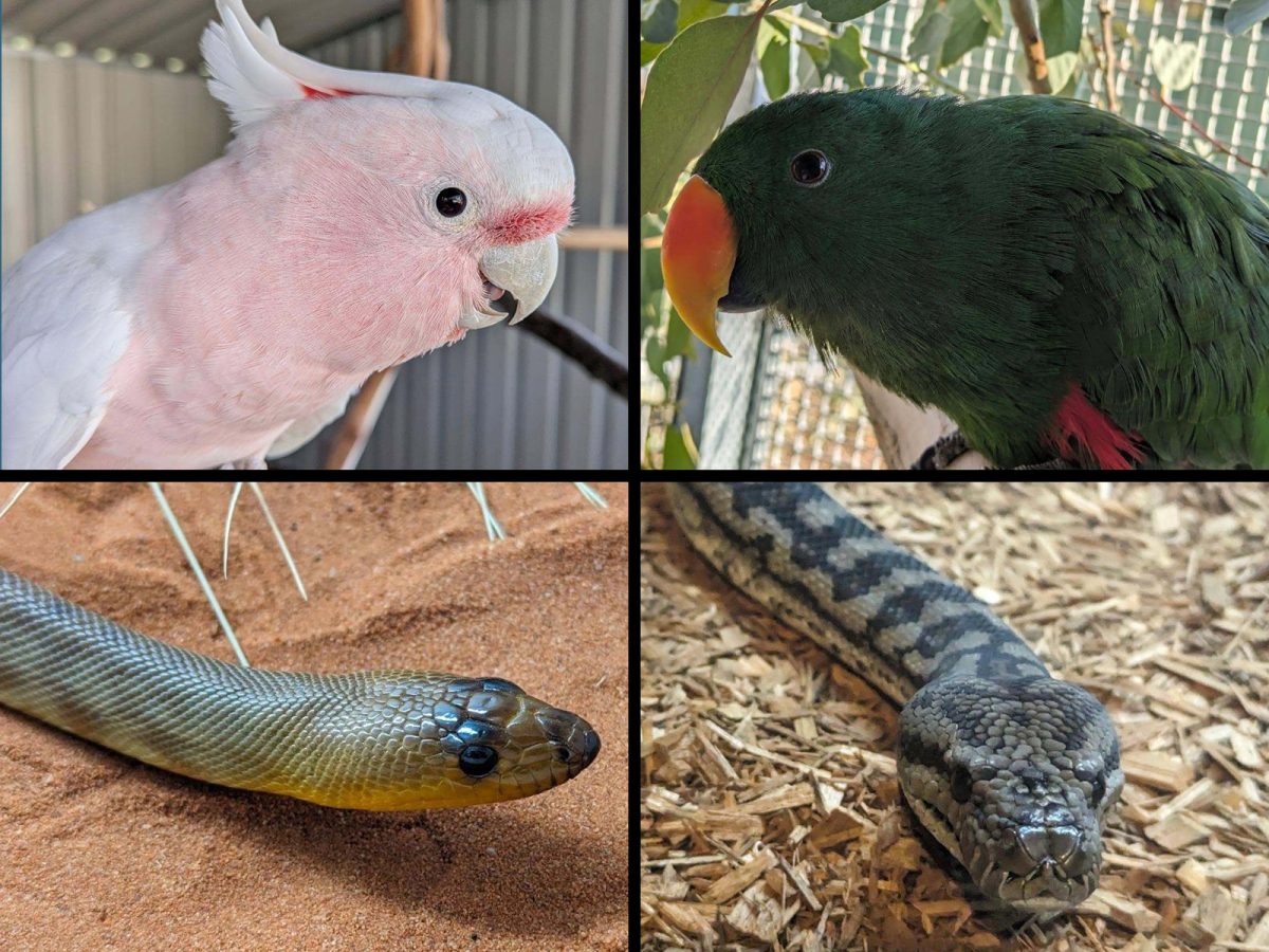collage showing a Major Mitchell Cockatoo, Eclectus Parrot, Murry Darling Carpet Python and Woma Python.