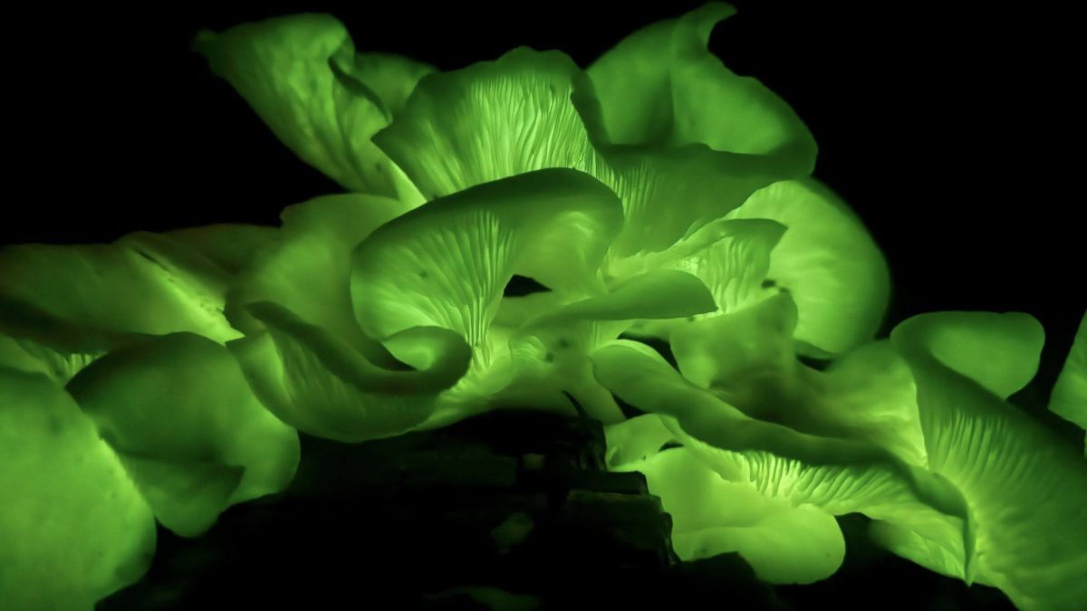 Ghost mushrooms