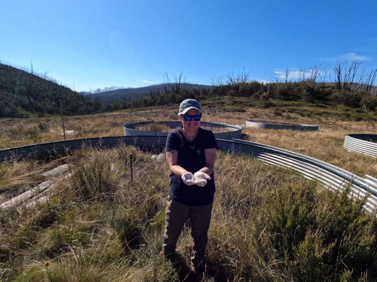 Dr Tiffany Kosch holding a corroboree frog.