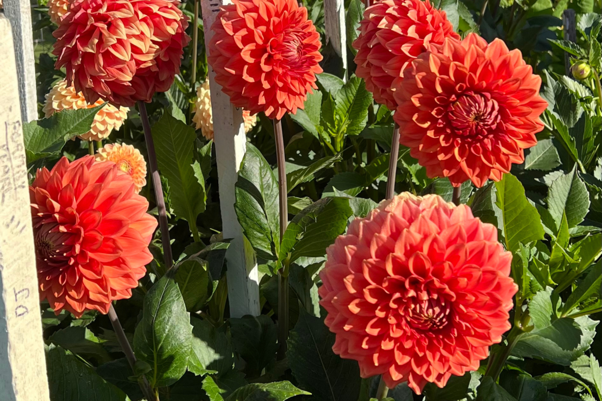 Large orange dahlia flowers.