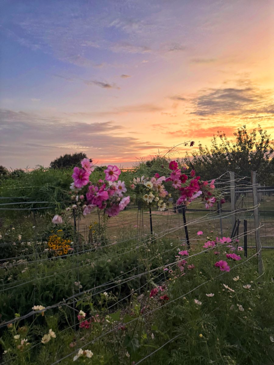 Backdropped by a stunning sunset, a farm fence is adorned with beautiful blooms twisted around it. 