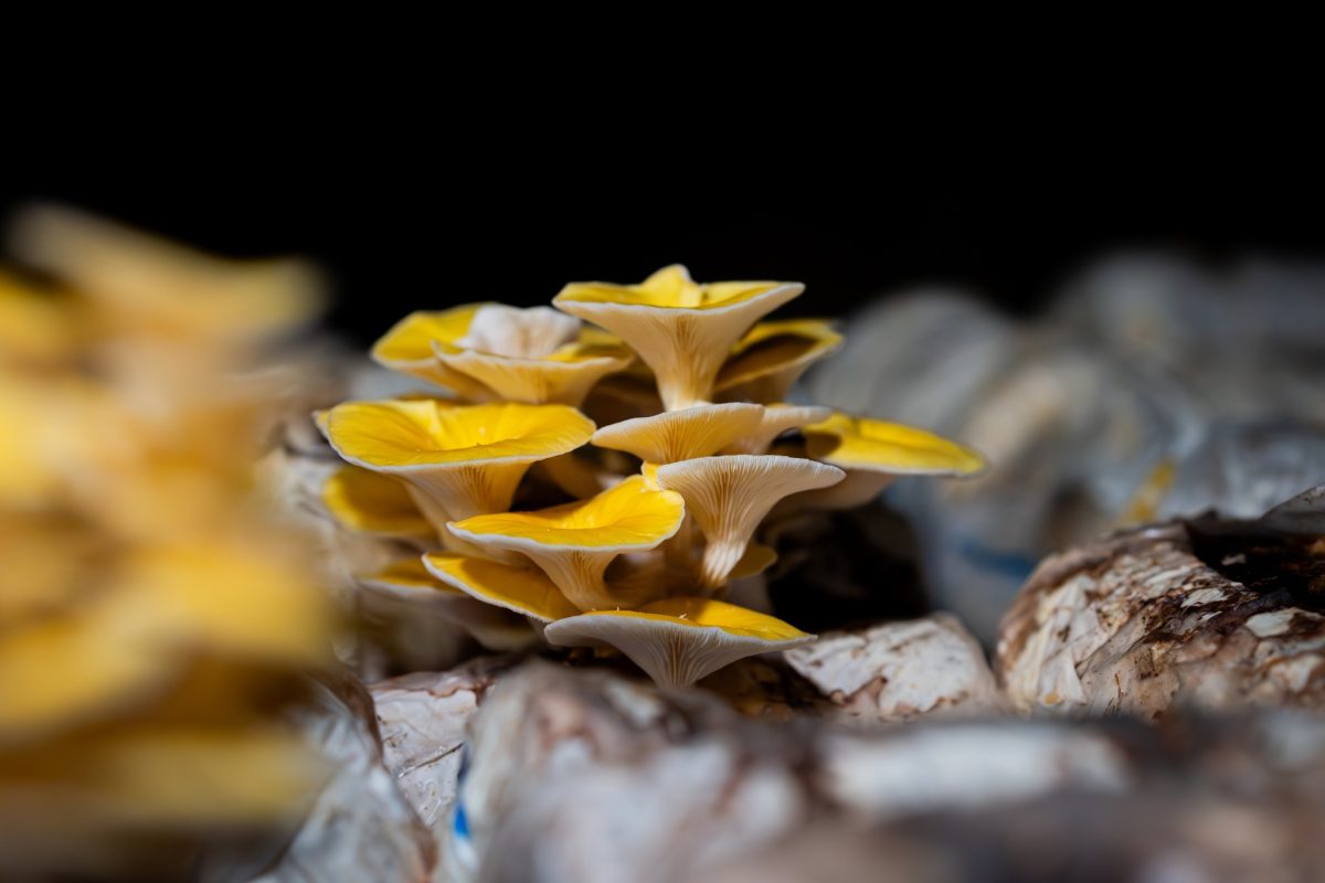 Yellow exotic mushrooms.