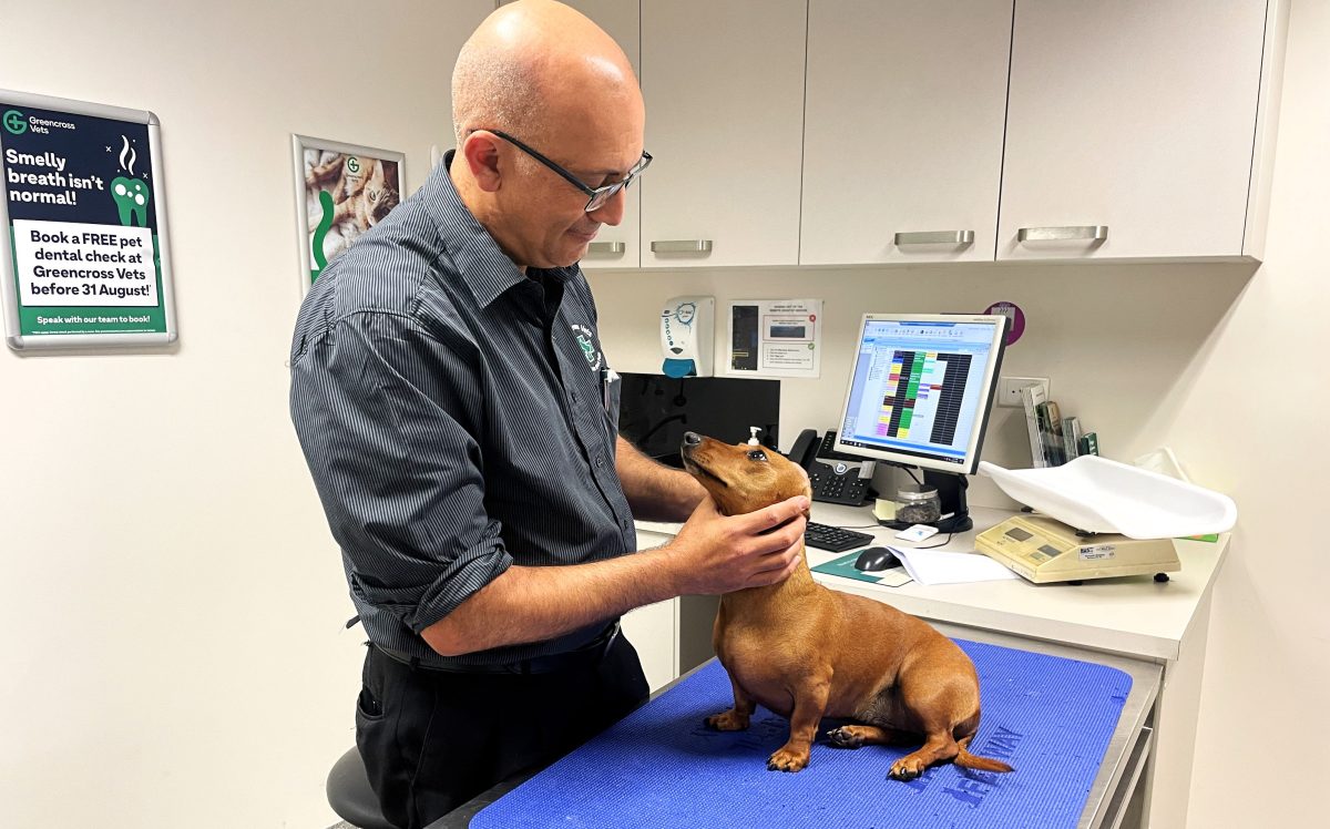 Dr Kevin Calleja performing examination on sausage dog at Greencross vets.