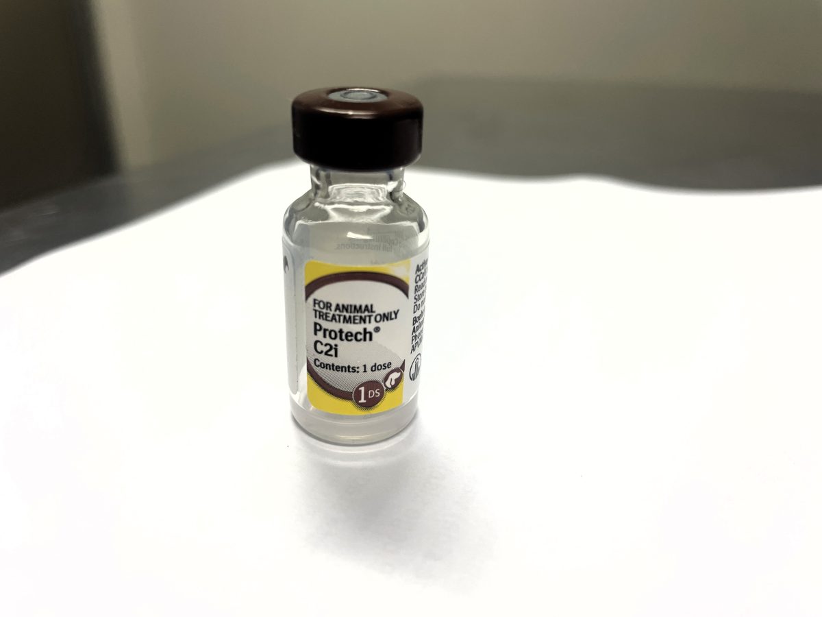Vaccine vial for leptospirosis.