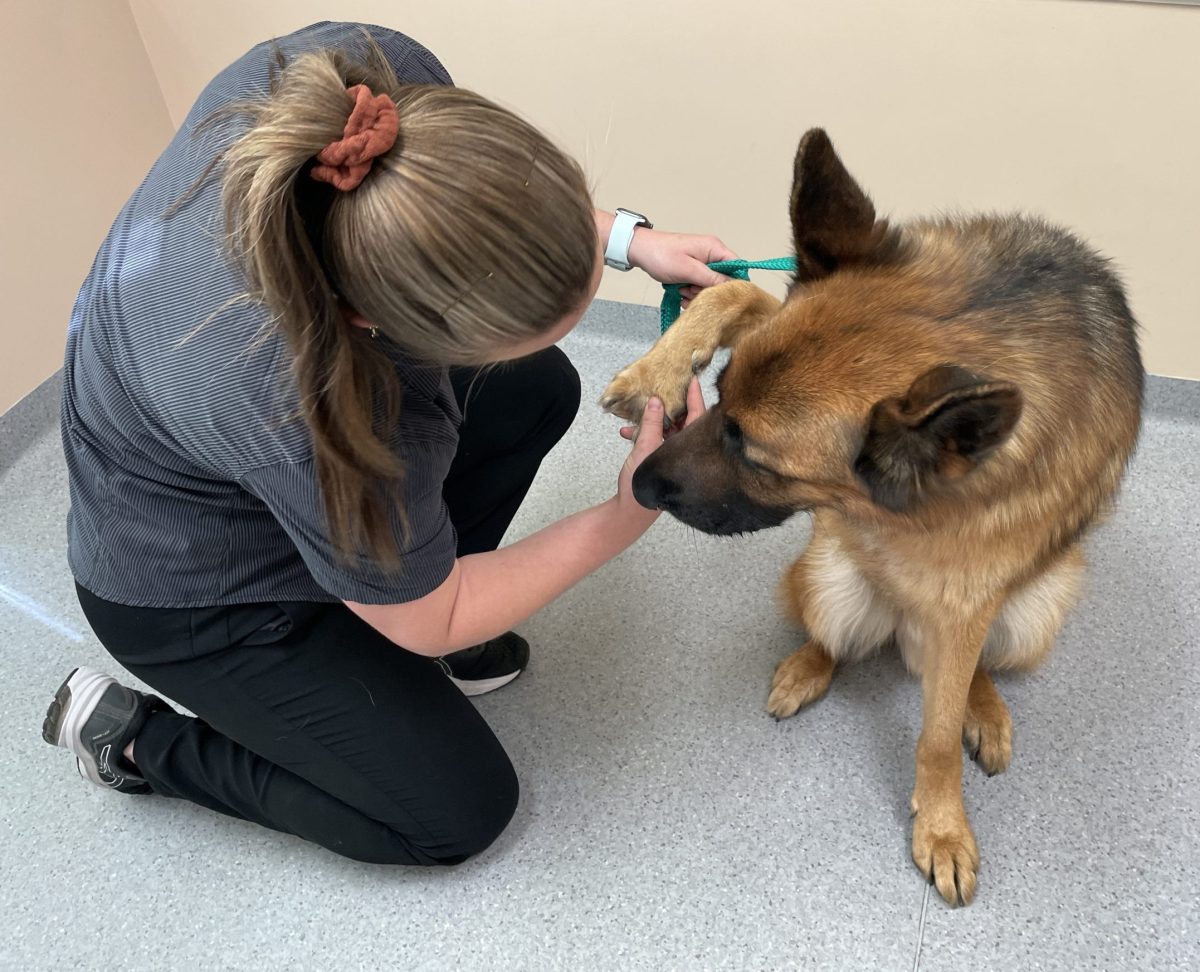 German shepherd dog's paws being checked for signs of ticks.