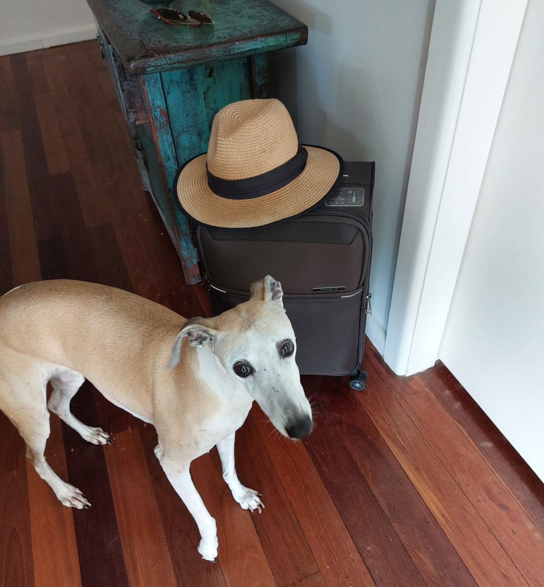 Dog standing next to suitcase