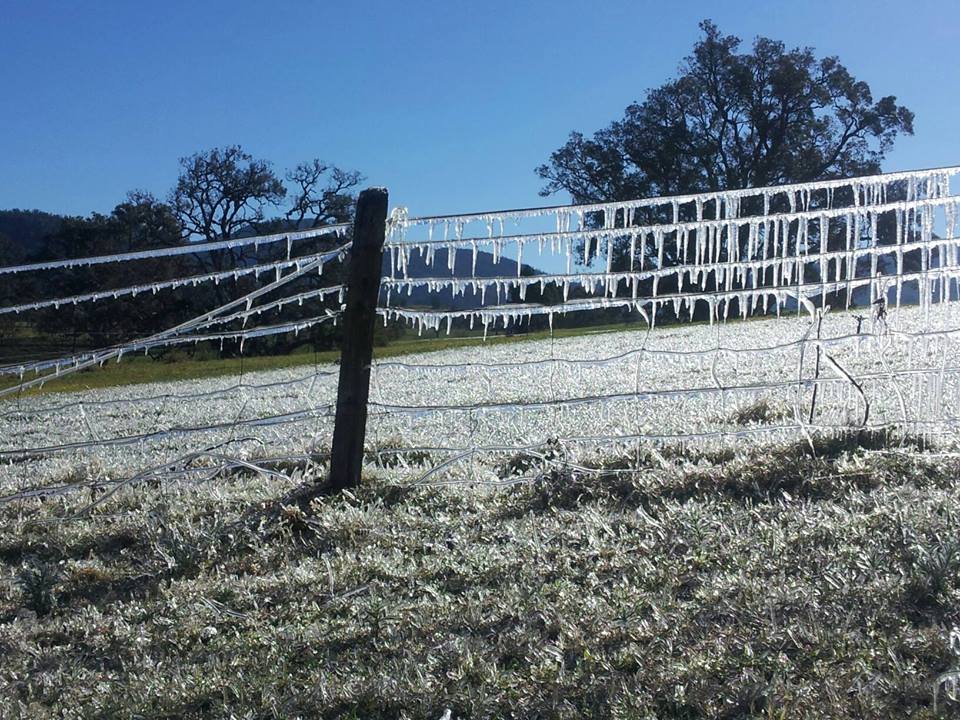 Frost on a fence