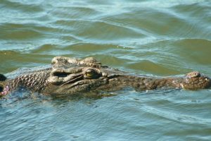 Saltwater crocodile at Yellow Water, Kakadu. Image: Pete Wild
