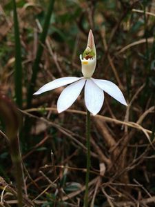 Lady-finger Orchid by Kate Burke