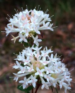 Pimelea linifolia, known as queen-of-the-bush or riceflower by Kate Burke
