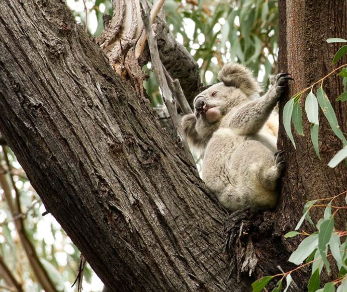 Koala in the Murrah Flora Reserve near Mumbulla. Photo: Dave Gallen