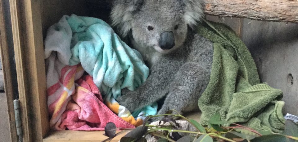 When There Are Only 50 Left Every Koala Counts Chris Allen Nsw Oeh