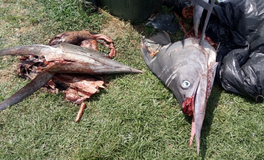 Big fish dumped at Bermagui - 