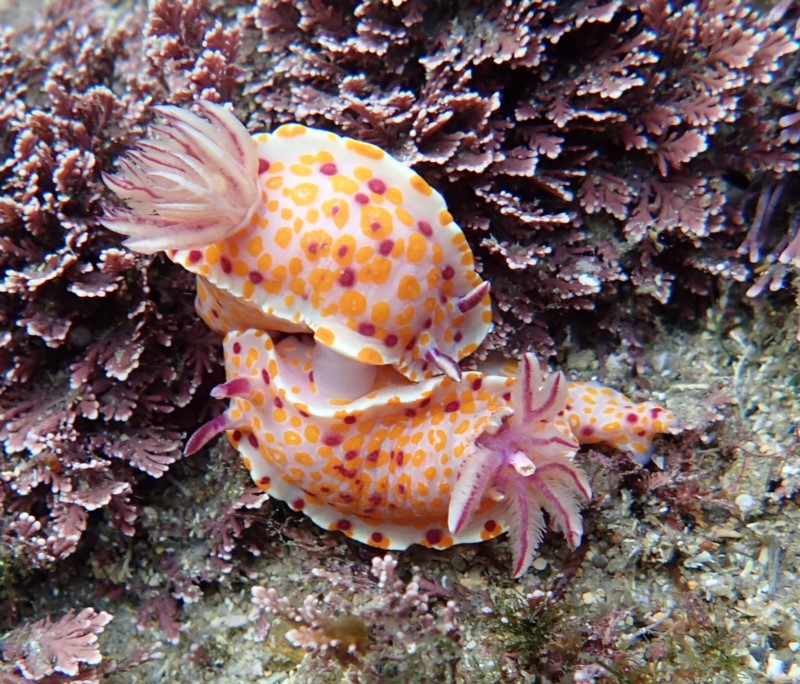 Narooma to Nadgee Sea Slug Census highlights jewels of the sea