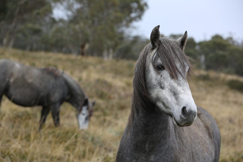 Brumbies at Currango Plains in the Kosciuszko National Park, May 2018. Photo: Supplied by John Barilaro's office.
