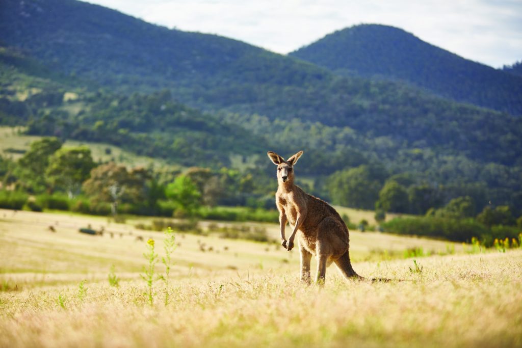 The 2018 Canberra kangaroo cull is up by 1000 on last year to 3252. Photo: Visit Canberra.
