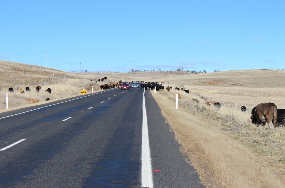 500 cattle are currently grazing the Monaro Highway "long paddock." Photos: Ian Campbell.