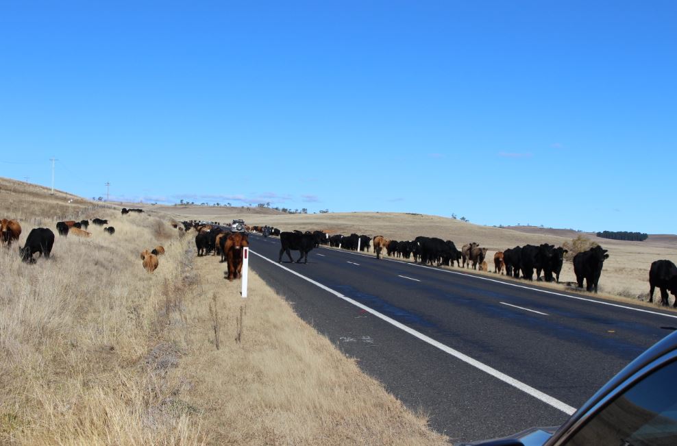 500 cattle grazing the Monaro Highway 