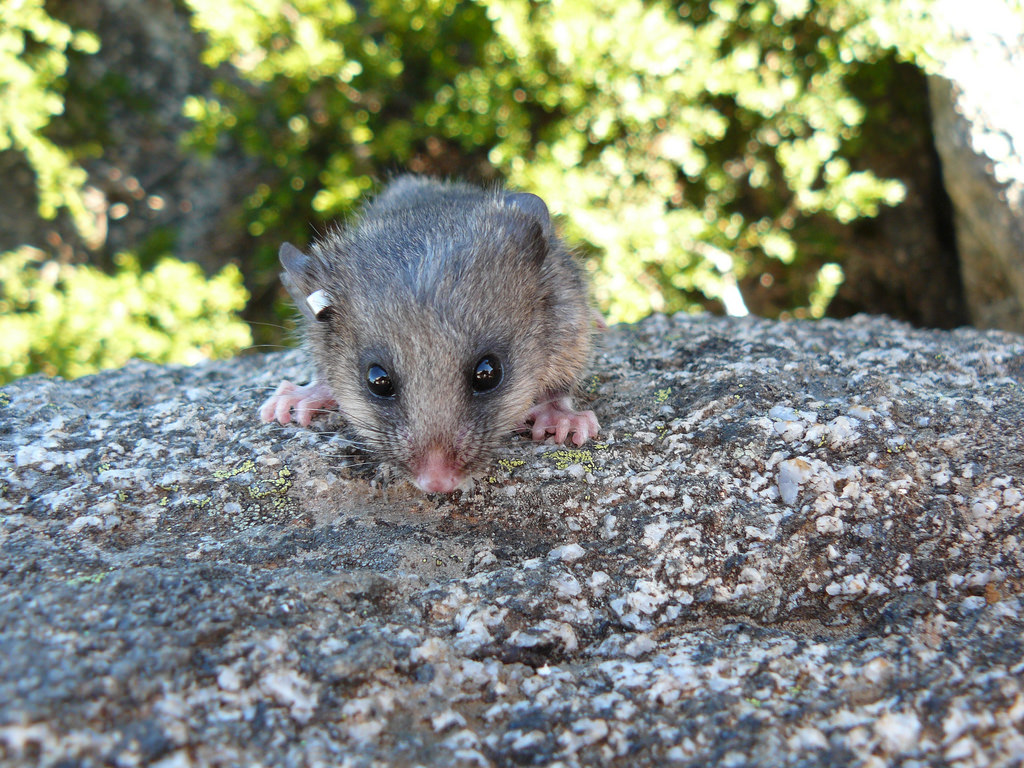 Students' bogong biscuits are a sweet treat for endangered mountain pygmy possums