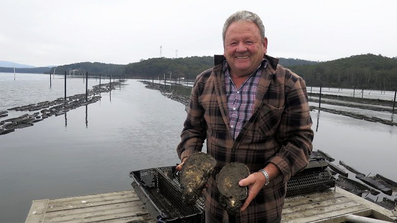 Could one of these be the world’s biggest oyster? Clyde River oyster farmer Bernie Connell thinks he’s in with a chance at the weigh-in at Narooma Oyster Festival this Saturday. Photo: Supplied.