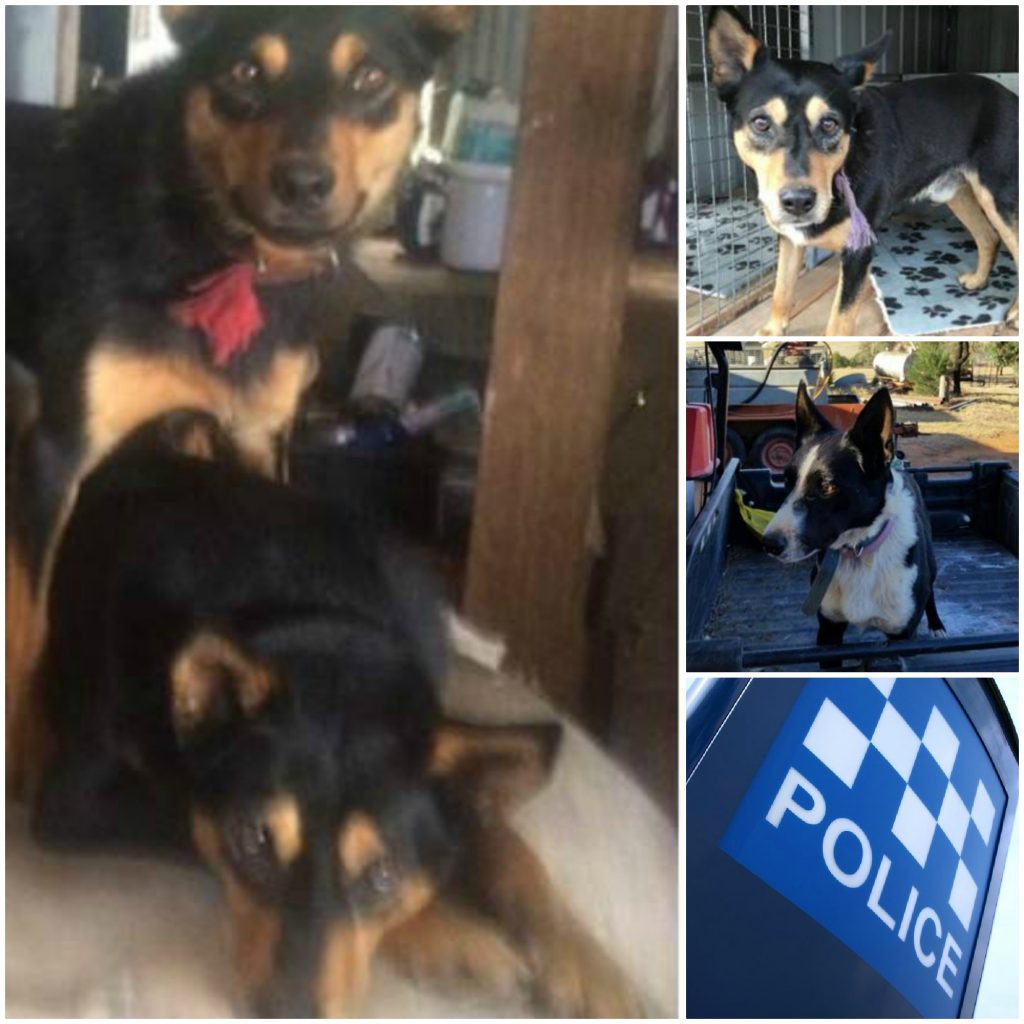 The four dogs stolen over the last three weeks. Photos: NSW Police/Ian Campbell.