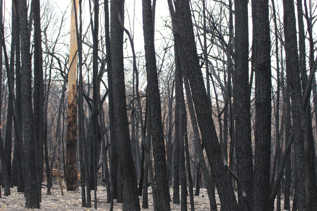 Cultural burning will take place on Aboriginal land at Tathra from June 19. Photo: Ian Campbell