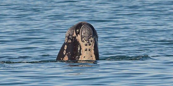 The Long Beach calf taking a peek. Photo: Robin Eckermann.