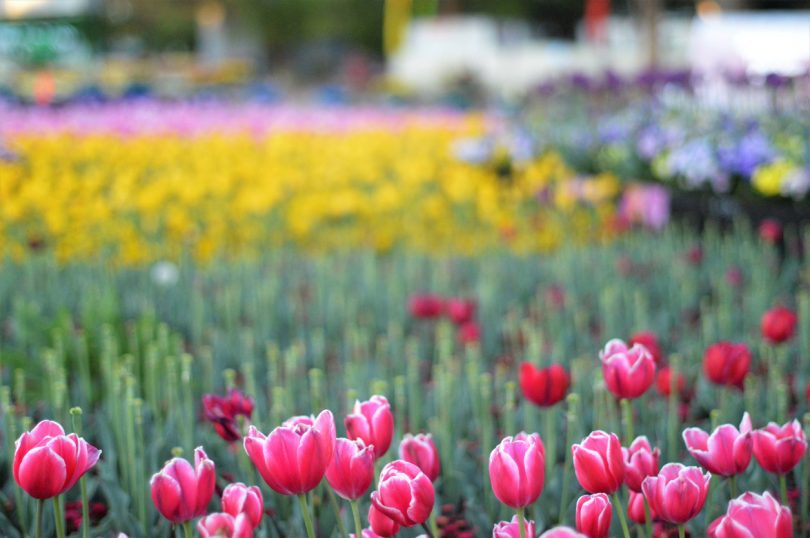 More than a million bulbs and annuals have been planted in preparation for this year’s Floriade. Photo: Glynis Quinlan.