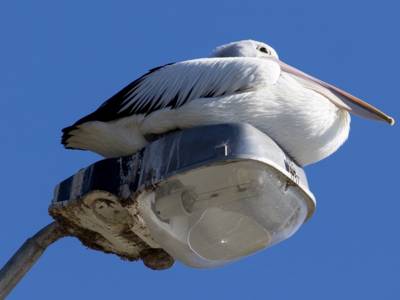 Canberra NatureMapr idea grows to include Shoalhaven and Eurobodalla