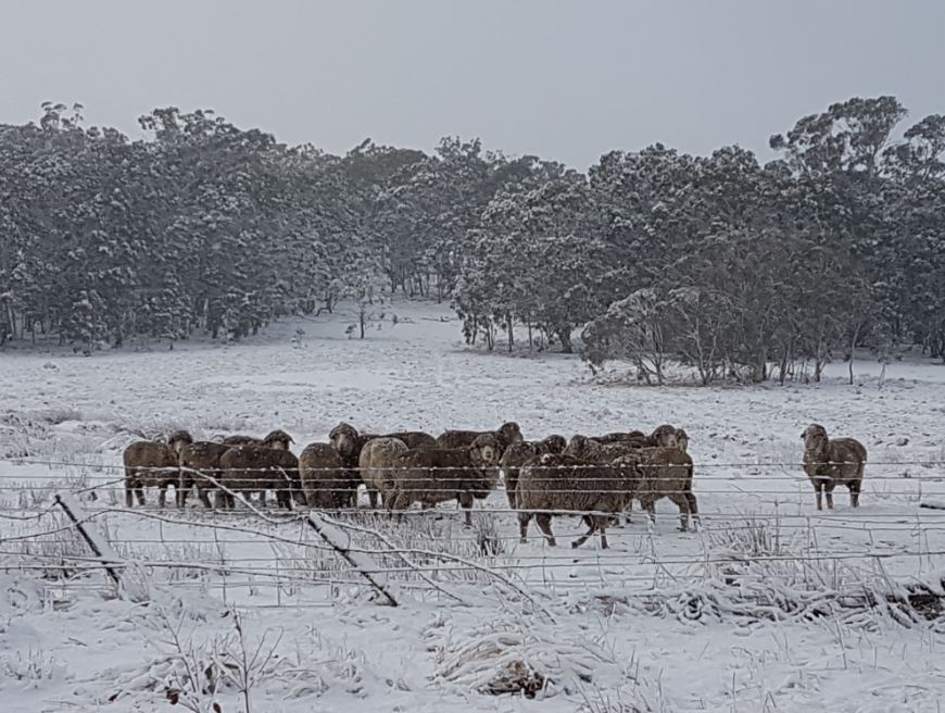 "Poor mans fertilizer." Snow up to 10 cm deep fell close to Bombala. Further west at Delegate, reports of up to 30 cm. Photo: Sally-Ann Thompson.